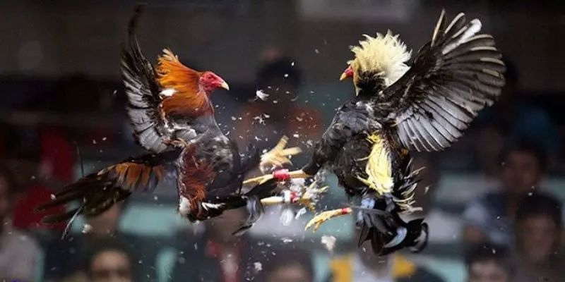 Đá Gà Cựa Tròn 58WIN