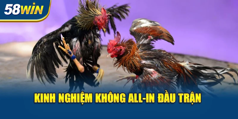Những Lưu Ý Khi Tham Gia Cá Cược Đá Gà Tại 58win