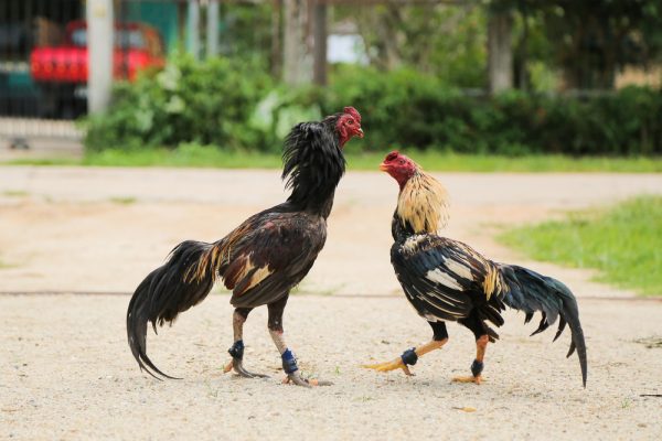 Những Lưu Ý Quan Trọng Khi Chơi Đá Gà Cựa Tròn