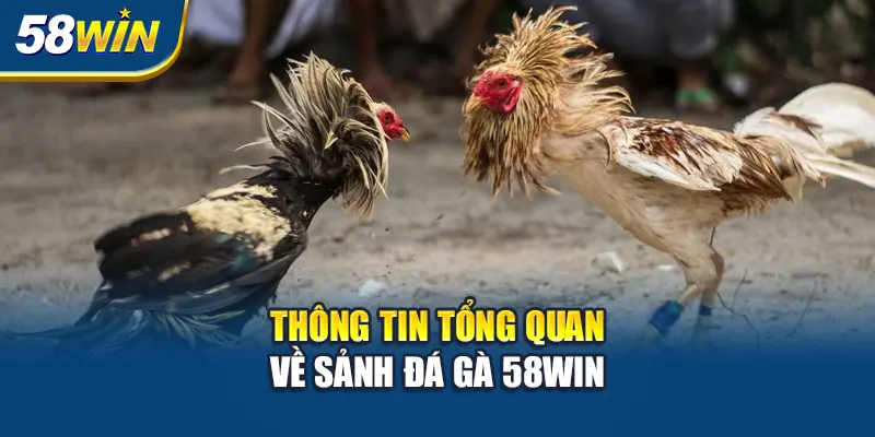 Hướng Dẫn Tham Gia Đá Gà Tại 58win