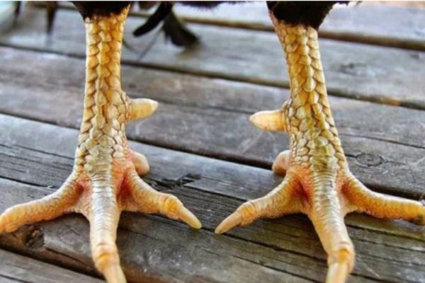 Phân Loại Các Dạng Vảy Gà Chọi Độc Phổ Biến